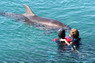 Dolphin Therapy in Eilat -  Israel