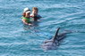 Dolphin Therapy in Eilat -  Israel