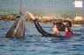 Dolphin Therapy in Eilat -  Israel