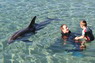 Dolphin Therapy in Eilat -  Israel