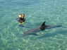 Dolphin Therapy in Eilat -  Israel