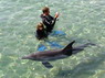 Dolphin Therapy in Eilat -  Israel