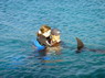 Dolphin Therapy in Eilat -  Israel