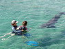 Dolphin Therapy in Eilat -  Israel