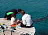 Dolphin Therapy in Eilat -  Israel