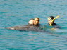 Dolphin Therapy in Eilat -  Israel