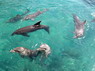 Dolphin Therapy in Eilat -  Israel