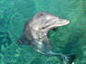 Dolphin Therapy in Eilat -  Israel