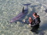 Dolphin Therapy in Eilat -  Israel