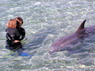 Dolphin Therapy in Eilat -  Israel