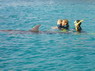 Dolphin Therapy in Eilat -  Israel