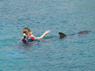 Dolphin Therapy in Eilat -  Israel