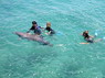 Dolphin Therapy in Eilat -  Israel