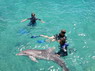 Dolphin Therapy in Eilat -  Israel