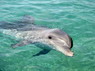 Dolphin Therapy in Eilat -  Israel