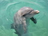 Dolphin Therapy in Eilat -  Israel
