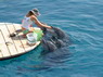 Dolphin Therapy in Eilat -  Israel