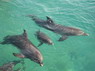 Dolphin Therapy in Eilat -  Israel
