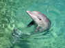 Dolphin Therapy in Eilat -  Israel
