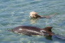 Dolphin Therapy in Eilat -  Israel