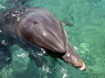 Dolphin Therapy in Eilat -  Israel
