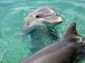 Dolphin Therapy in Eilat -  Israel