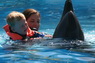 Dolphins in Sharm el Sheikh -  Sinai