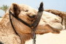 Kamel Reiten Nuweiba