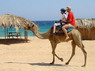 Kamel Reiten Nuweiba