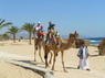 Kamel Reiten Nuweiba